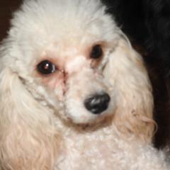 Bee Bee - Shichon