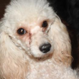 Bee Bee - Shichon
