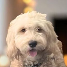 Lila - Goldendoodle