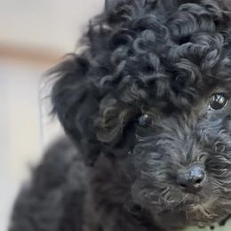 Girl 1 - Aussiedoodle puppy in Sandy, Oregon from MC Doodles