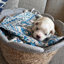 Charlie - White male Maltese puppy in Dallas, Texas from Dallas Darling Maltese