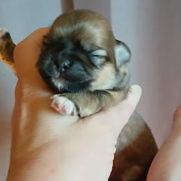 Giovanni (The Little Prince) - Sable male Shih Tzu puppy in Jacksonville, North Carolina from Charming Southern Shih Tzu