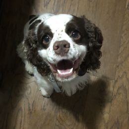penny - Cocker Spaniel