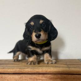 Ares - Black and cream male Dachshund puppy in Squires, Missouri from Hudson’s Hounds
