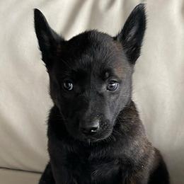 Boy 5 - Black brindle male Dutch Shepherd puppy in San Diego, California from TecK9s