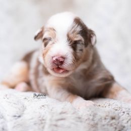 Ike - Red merle male Australian Shepherd puppy in Woodford, Virginia from Skyborne Australian Shepherds