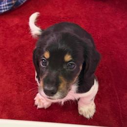 Boy 4 - Piebald male Dachshund puppy in Jacksonville, Florida from Little Lords & Ladies Dachshunds
