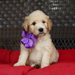 Australian Labradoodle, Bernedoodle, and Goldendoodle Puppies from Golden Fields Doodles