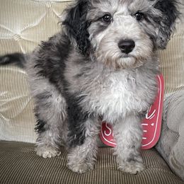 Aussiedoodle, Australian Shepherd, and Miniature Australian Shepherd Puppies from Bline's Awesome Aussies CA