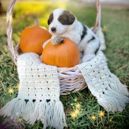 Caucasian Shepherd Dog, Labradoodle, and Saint Bernard Puppies from Blue Line Kennels
