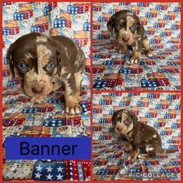 Banner - Red merle male Catahoula Leopard Dog puppy in Forbes, Minnesota from North Country Catahoulas