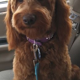 Goldendoodles and Poodles from Butterfly Creek Poodles & Doodles