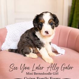 Later Ally Gator blue eye - Merle female Bernedoodle puppy in Grove, Oklahoma from Guinn Family Farms
