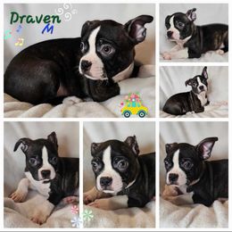Draven - Boston Terrier puppy in Boston, Massachusetts from Boston Collections