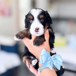 Oscar the Grouch - Tri-color male Bernedoodle puppy in Ontario, California from Teddy Doodles & Standard Poodles