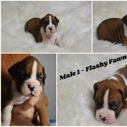 Boxer Puppies from Bowers Boxers
