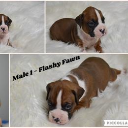 Boxer Puppies from Bowers Boxers