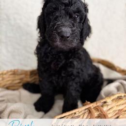 Blue Boy - Black male Goldendoodle puppy in Carthage, Tennessee from Willows Doodles