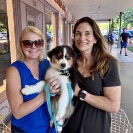 Australian Shepherd All Grown Up from Mad Ranch