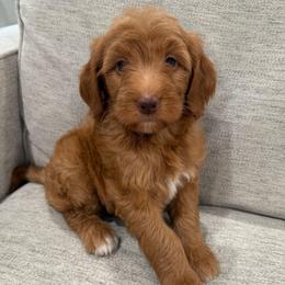 Purple collar girl - Red  female Goldendoodle puppy in Ridgewood, New Jersey from Jessie’s Doodles