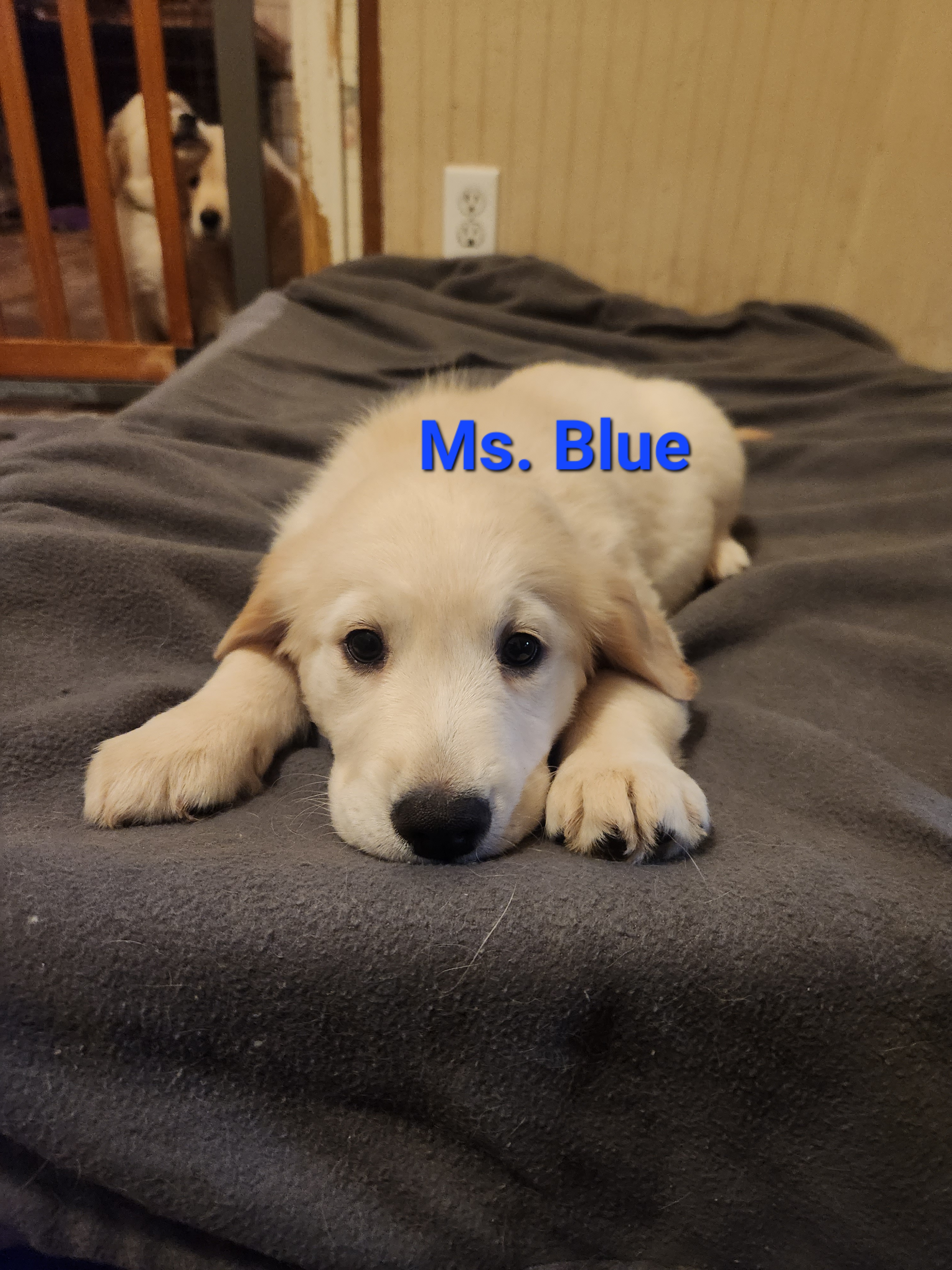 Golden Retriever Puppies from Halo Kennels