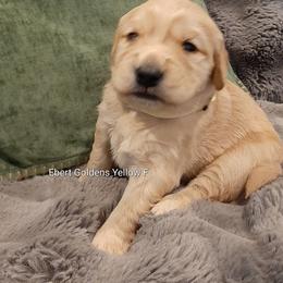 Yellow collar - Golden female Golden Retriever puppy in Saint Helens, Oregon from Ebert Golden Retrievers & Pugs
