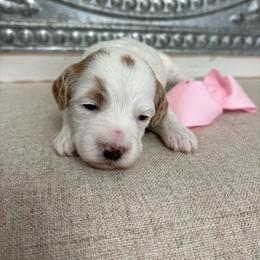 Pink collar - Parti female Goldendoodle puppy in Calico Rock, Arkansas from Cottrell’s Poodles & Doodles