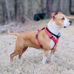 Luna - American Staffordshire Terrier