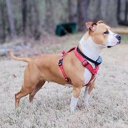 Luna - American Staffordshire Terrier