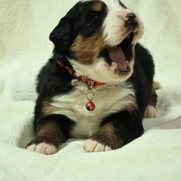 Murphy - Black rust and white male Bernese Mountain Dog puppy in Elkton, Maryland from Bernese Beauties