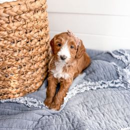 Fray - Red  female Goldendoodle puppy in Greencastle, Indiana from Willow & Co.