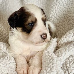 Jackie Frost - Brown and white female Bernedoodle puppy in Louisville, Kentucky from Darlin’s Doodles