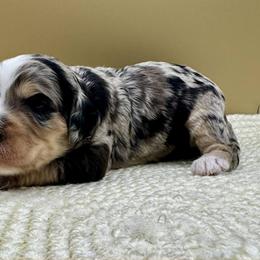 Praline Pecan (Praline) - Merle female Bernedoodle puppy in Hendersonville, North Carolina from Kim's Cove