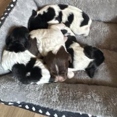 French Brittany puppies from Calibretons Kennels