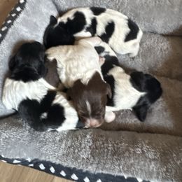French Brittany puppies from Calibretons Kennels