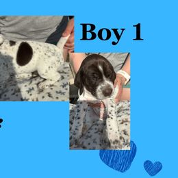 Boy 3 - Liver and white German Shorthaired Pointer puppy in Indiana from Jericho Hills GSP’s