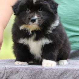 Girl 1 - Black and white Border Collie puppy in Oroville, California from Kagee Border Collies