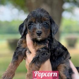 Popcorn - Blue merle female Bernedoodle puppy in Rose Hill, North Carolina from Red Door Canines
