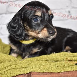 Yellow black and cream - Black and cream male Dachshund puppy in Seminary, Mississippi from Down South Mavericks Dachshunds