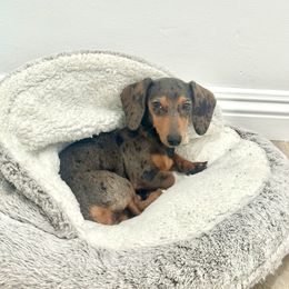 Maple - Dachshund