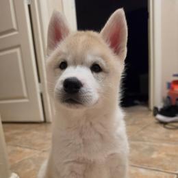 Dawn - Fully Health Tested Parents - Gray and white female Siberian Husky puppy in Phoenix, Arizona from Limitless Huskies