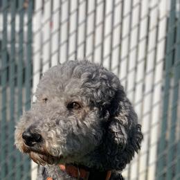 Loki - Labradoodle