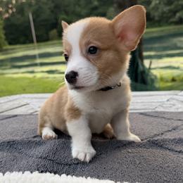 Boy - Blue Bow - Red male Pembroke Welsh Corgi puppy in Boonville, Indiana from M&J Country Kennels