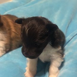 Little girl 1 - Black and white female Shetland Sheepdog puppy in Magnolia, Texas from Solace Shelties