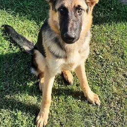 German Shepherd Puppies from Kaiser + Leyna