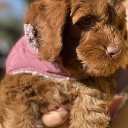 Australian Labradoodle and Labradoodle Puppies from Doodles_Ko