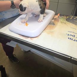 Girl 5 - White female American Bulldog puppy in La Porte, Indiana from Slayton's American Bulldogs