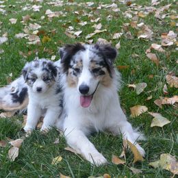 Australian Shepherd Puppies from Highline