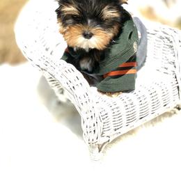 Yorkshire Terrier Puppies from Jennipher Caso