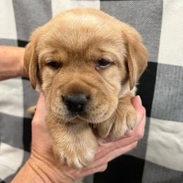 Orange Collar - Yellow female Labrador Retriever puppy in Beaverdam, Virginia from Gold Heart Labradors